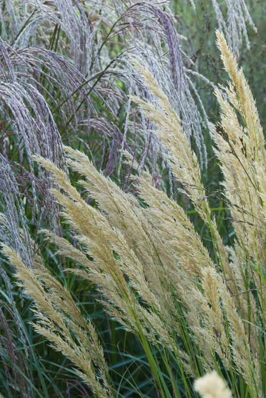 无人,竖图,室外,特写,白天,留白,友谊,美景,植物,景观,草,花,粉色,自然,奶油,景色,摄影,组织,自然风光,观赏草,针茅,彩图,全画面,全框架,全帧,全画幅,对焦,多年生植物