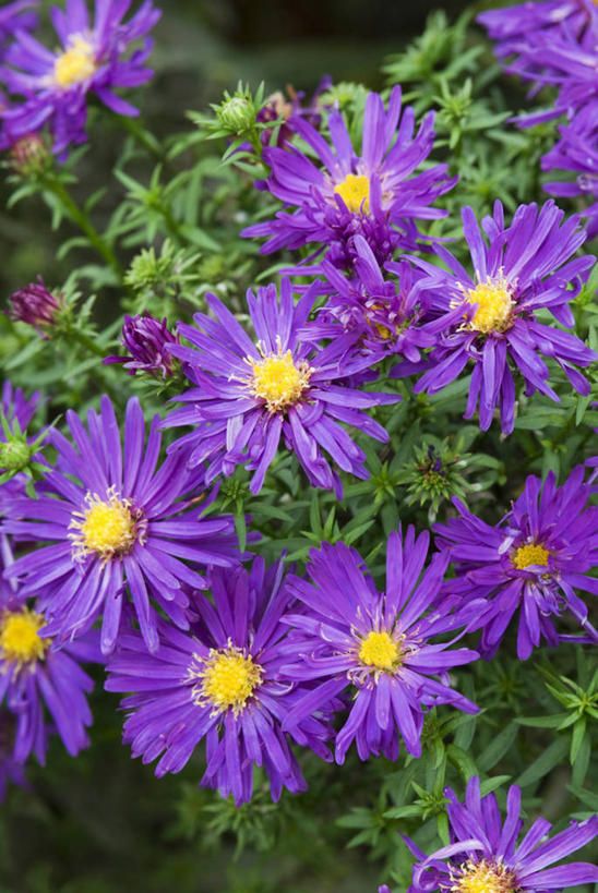 无人,竖图,室外,特写,白天,留白,美景,植物,景观,花,紫色,自然,景色,摄影,明亮,清新,自然风光,紫苑,秋天,彩图,对焦,多年生植物