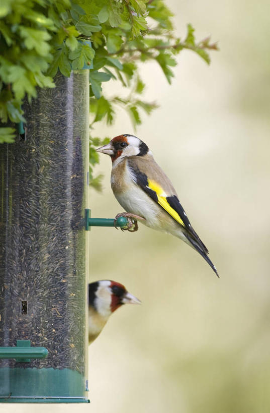 无人,竖图,彩色,室外,特写,白天,留白,侧面,美景,野生动物,塑胶,景观,种子,标记,自然,动物,两只,景色,摄影,五颜六色,色彩斑斓,自然风光,五彩缤纷,金翅雀,五彩斑斓,喂养,式样,五光十色,彩图,对焦