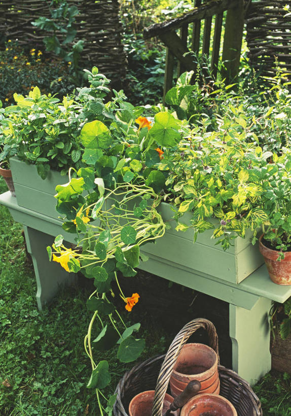 无人,竖图,室外,特写,白天,美景,植物,花坛,庭院,景观,食品,饮品,饮食,食物,饮料,自然,夏天,景色,摄影,涂料,可口,自然风光,改变,旱金莲花,循环利用,适口,彩图,对焦