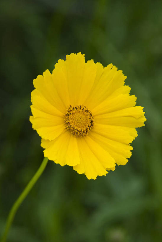 无人,竖图,室外,特写,白天,留白,美景,植物,盛开,景观,花蕾,花,花瓣,花朵,鲜花,一朵,黄色,自然,夏天,花苞,花蕊,景色,摄影,明亮,清新,自然风光,柔焦,金鸡菊,彩图,对焦
