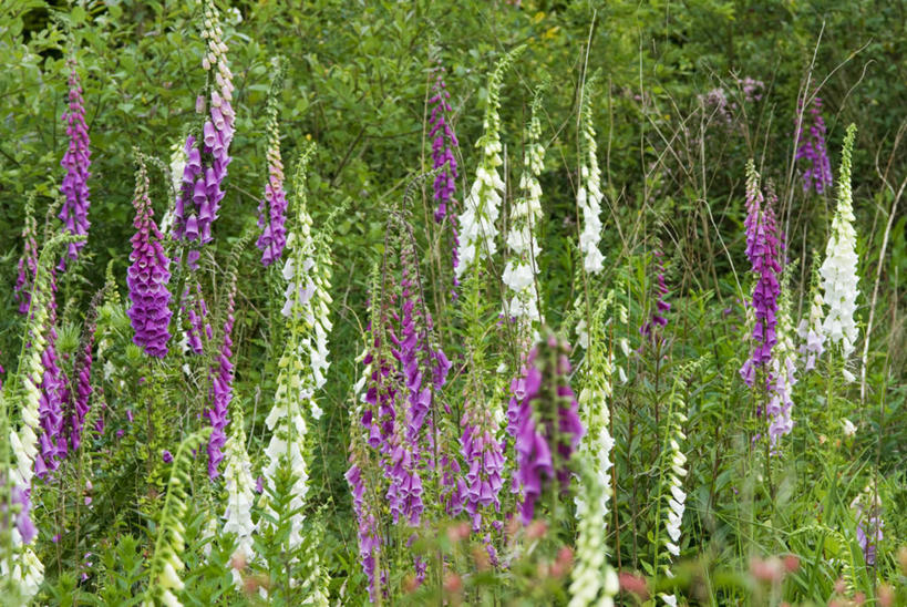 无人,横图,室外,白天,留白,美景,植物,床,花坛,景观,尖顶,树荫,花,花瓣,粉色,白色,自然,夏天,景色,摄影,明亮,毛地黄,自然风光,彩图,全画面,全框架,全帧,全画幅,二年生植物