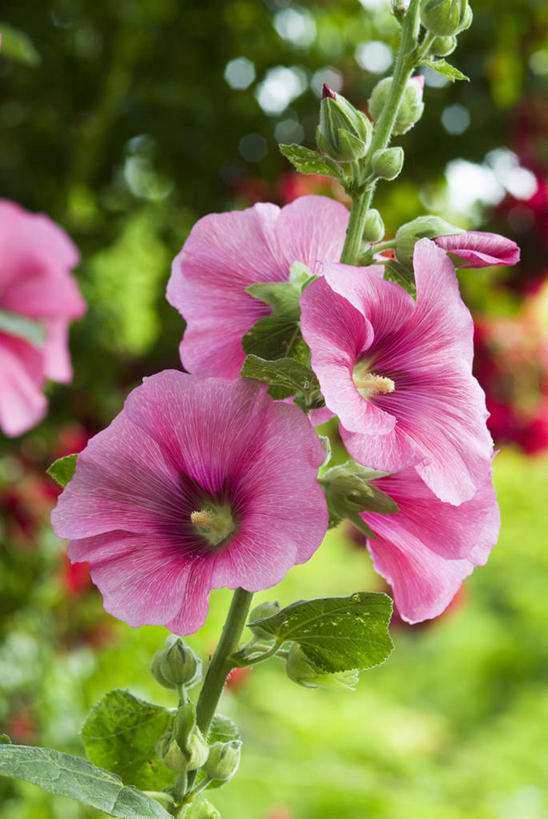 无人,竖图,室外,特写,白天,美景,植物,庭院,景观,花,粉色,自然,景色,摄影,脆弱,自然风光,蜀葵,彩图,对焦,多年生植物