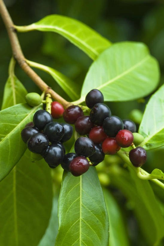 无人,竖图,室外,特写,白天,留白,美景,植物,浆果,樱桃,叶子,美国,光线,景观,枝,光芒,樱桃树,饮食,红色,黑色,自然,夏天,景色,摄影,生长,灌木,明亮,北美,北美洲,清新,自然风光,美洲,常绿树,北亚美利加洲,亚美利加洲,肯塔基,肯塔基州,青草之州,劳雷尔县,彩图,美利坚合众国,对焦