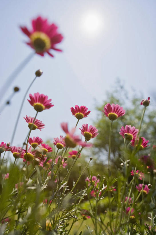 无人,竖图,室外,特写,白天,留白,镜头眩光,仰视,美景,太阳,植物,日光,景观,茼蒿菊,雏菊,花,花瓣,粉色,蓝色,天空,自然,夏天,景色,摄影,生长,明亮,清新,自然风光,柔焦,彩图,低角度拍摄,对焦