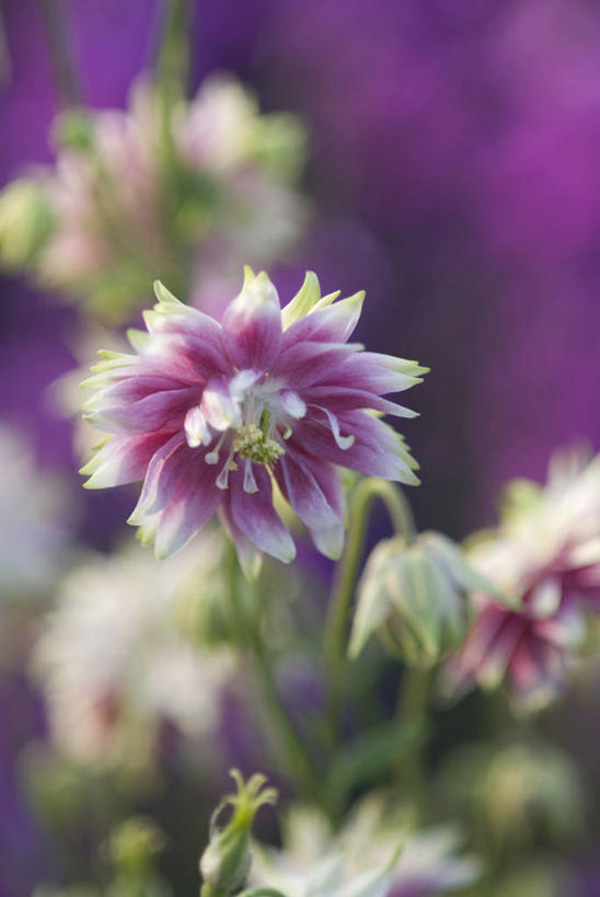 无人,竖图,室外,特写,白天,美景,植物,景观,花,粉色,自然,景色,摄影,自然风光,耧斗菜,彩图,对焦