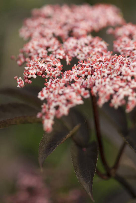 无人,竖图,室外,特写,白天,留白,美景,植物,叶子,景观,草药,药草,中药,花,花瓣,树,树木,粉色,绿色,黑色,自然,夏天,景色,摄影,生长,成长,灌木,清新,自然风光,药材,中草药,柔焦,接骨木,苍白,中药材,本草,落叶树,青铜,草珊瑚,接骨金粟兰,九节茶,九节风,九节花,肿节风,竹节茶,彩图,对焦
