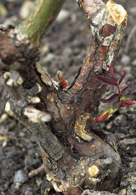 无人,竖图,室外,特写,白天,美景,植物,玫瑰,修剪,粗糙,景观,园艺,茎,自然,景色,摄影,生长,修理,毛糙,关爱,自然风光,开端,彩图,粗拙,对焦,家务劳动