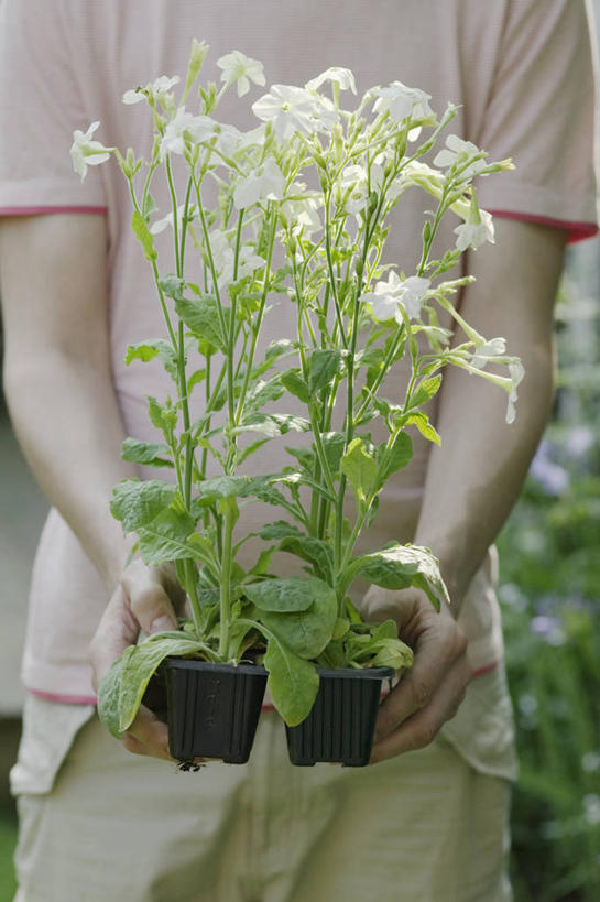 成年人,手,一个人,竖图,室外,特写,白天,留白,正面,美景,植物,叶子,花盆,仅一个男性,一把,种植,朦胧,模糊,塑胶,景观,园艺,餐盘,拿着,床上用品,花,花瓣,黑色,自然,容器,景色,人体,摄影,生活方式,清新,运送,自然风光,花烟草,男人,烟草,彩图,对焦