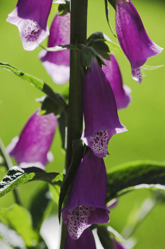 无人,竖图,室外,特写,白天,留白,美景,太阳,植物,日光,斑点,景观,尖顶,标记,花,花瓣,粉色,自然,夏天,景色,摄影,生长,明亮,毛地黄,清新,自然风光,柔焦,逆光,式样,彩图,对焦,二年生植物