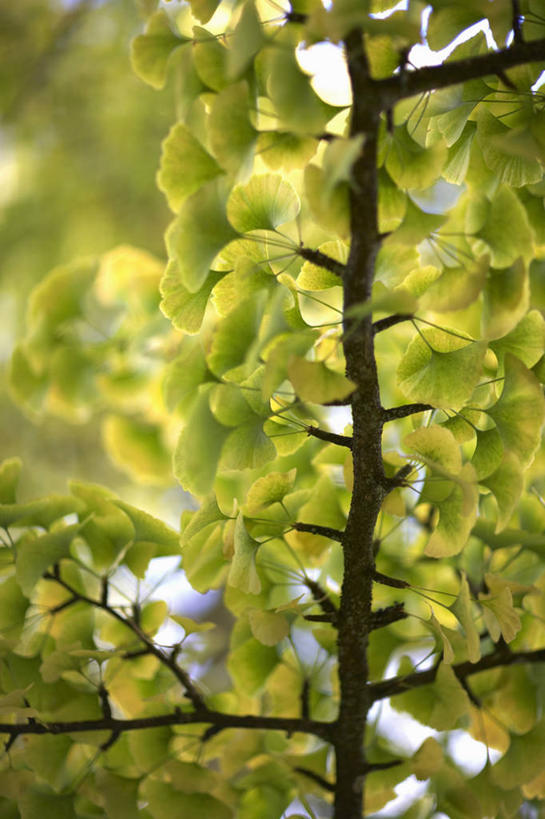 无人,竖图,室外,特写,白天,留白,美景,植物,银杏树,叶子,景观,枝,树,黄色,自然,夏天,景色,季节,转,摄影,生长,明亮,清新,自然风光,柔焦,改变,落叶树,掌叶铁线蕨,秋天,针叶树,彩图,全画面,全框架,全帧,全画幅,对焦