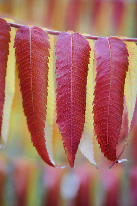 无人,竖图,室外,特写,白天,留白,美景,植物,叶子,吊挂,悬挂,景观,枝,挂,树,三个,红色,自然,橙色,景色,季节,摄影,生长,自然风光,火炬树,落叶树,漆树,秋天,彩图