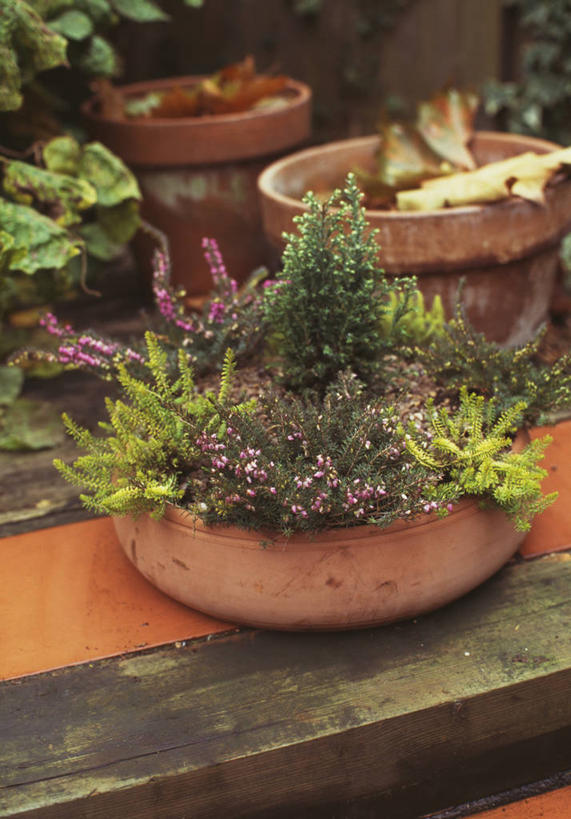 无人,竖图,室外,特写,白天,美景,花盆,景观,一个,自然,容器,景色,摄影,单个,灌木,自然风光,石南花,秋天,彩图