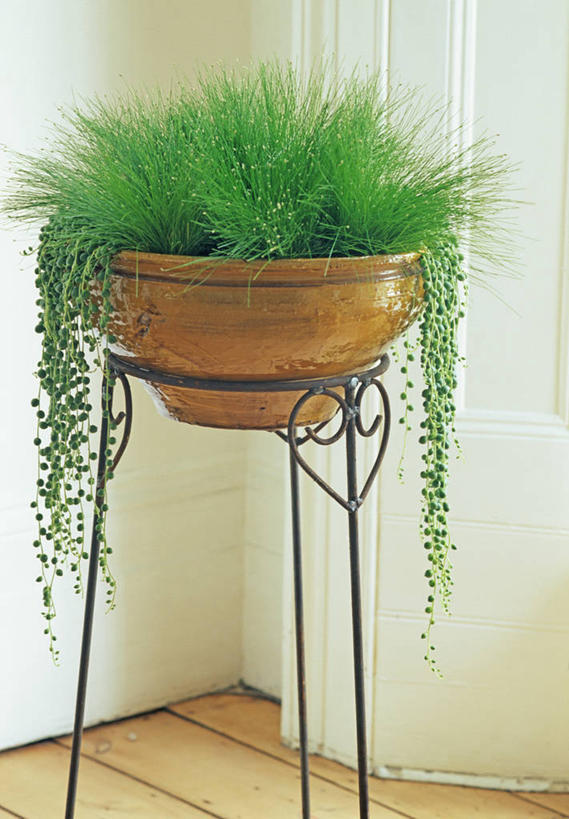 无人,竖图,室内,特写,白天,美景,叶子,花盆,景观,一个,自然,景色,摄影,单个,蕨类,自然风光,铁艺,紧迫,复叶,彩图