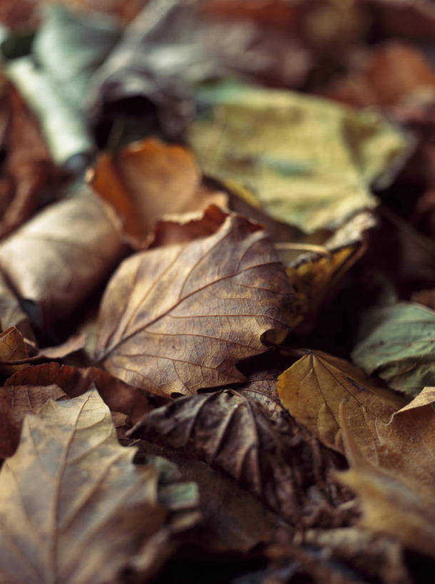 无人,竖图,室外,特写,白天,美景,植物,叶子,景观,泥土,自然,职业,景色,摄影,落下,修理,腐烂,关爱,自然风光,秋天,彩图,全画面,全框架,全帧,全画幅,家务劳动
