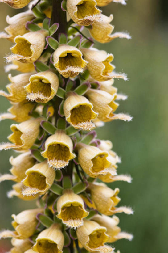 无人,竖图,室外,特写,白天,留白,美景,植物,景观,尖顶,花,一个,自然,夏天,橙色,景色,摄影,生长,单个,毛地黄,清新,自然风光,圆柱体,彩图,二年生植物