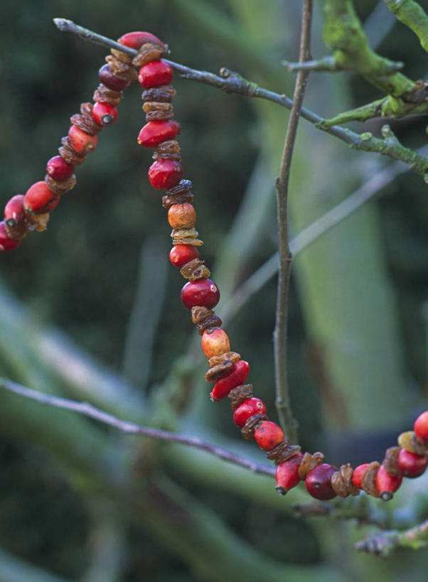 无人,竖图,室外,特写,白天,美景,圣诞节,吊挂,悬挂,装饰,花环,景观,冬天,食品,饮品,挂,饮食,食物,饮料,一个,红色,自然,干果,葡萄干,景色,摄影,单个,臀,可口,自然风光,手艺,适口,休闲活动,彩图