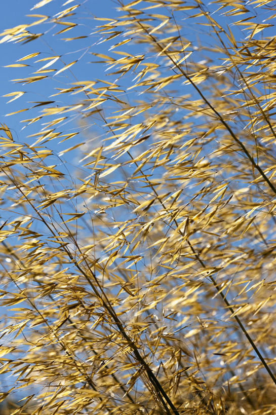 无人,竖图,室外,特写,白天,留白,运动模糊,美景,植物,日光,景观,种子,草,一个,自然,夏天,景色,摄影,生长,单个,自然风光,逆光,肌理,观赏草,针茅,彩图