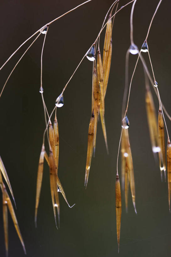 无人,竖图,室外,特写,白天,美景,水,植物,吊挂,湿,悬挂,液体,景观,水滴,挂,草,自然,景色,摄影,环境,清新,自然风光,观赏草,针茅,彩图,多年生植物