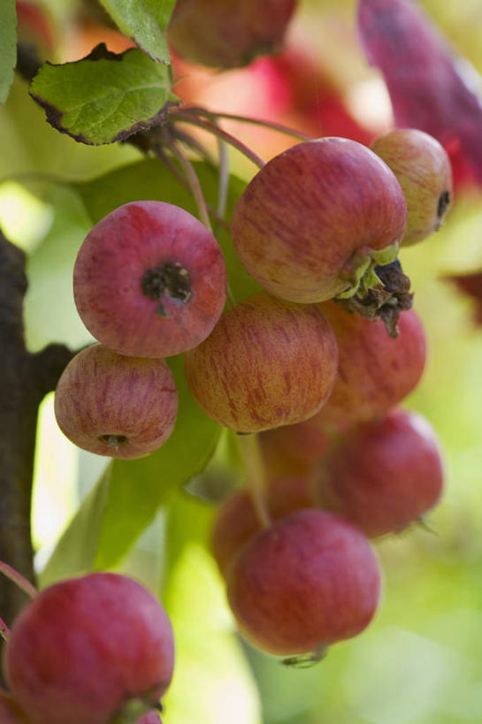无人,竖图,室外,特写,白天,农作物,美景,植物,苹果,水果,叶子,景观,食品,海棠,饮食,树,自然,景色,摄影,生长,收获,环境,清新,自然风光,苹果树,秋天,彩图