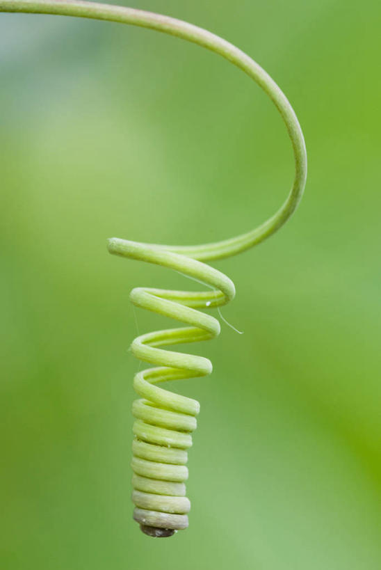 无人,攀登,竖图,室外,特写,白天,运动模糊,美景,植物,吊挂,悬挂,绿色背景,环绕,缠绕,景观,挂,一个,绿色,自然,西番莲,景色,摄影,生长,单个,环境,清新,自然风光,纠缠,户外活动,漩涡形,螺线,开端,彩图,卷须