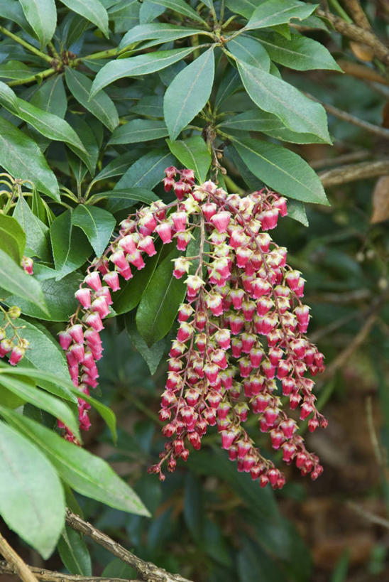 无人,竖图,室外,特写,白天,留白,美景,植物,吊挂,悬挂,景观,冬天,挂,花,一个,自然,景色,摄影,生长,单个,灌木,环境,清新,自然风光,常绿树,白蝴蝶,彩图,全画面,全框架,全帧,全画幅