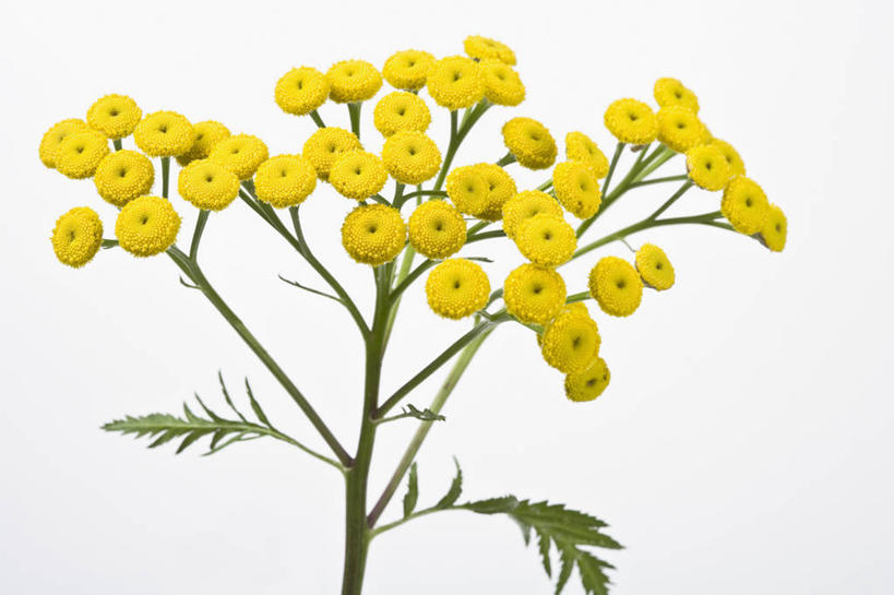 无人,横图,彩色,室内,特写,留白,美景,植物,叶子,景观,花,花瓣,黄色,绿色,自然,菊花,景色,摄影,影棚,五颜六色,环境,明亮,色彩斑斓,艾菊,草本,清新,自然风光,摄影棚,五彩缤纷,五彩斑斓,五光十色,设计,彩图,影棚拍摄,拍摄