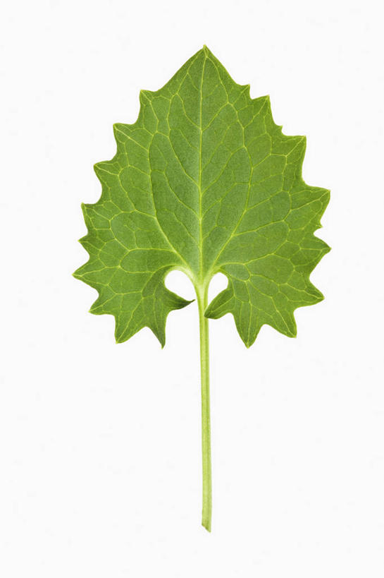 无人,竖图,彩色,室内,特写,留白,美景,植物,叶子,药,景观,草药,药草,中药,一个,自然,医疗用品,景色,摄影,影棚,单个,五颜六色,环境,明亮,色彩斑斓,草本,清新,自然风光,摄影棚,药材,中草药,五彩缤纷,中药材,本草,五彩斑斓,五光十色,山金车,设计,彩图,影棚拍摄,拍摄