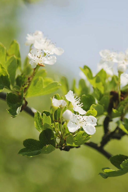 无人,竖图,室外,特写,白天,留白,美景,植物,野生动物,景观,野花,花,花朵,树,一个,自然,春天,山楂树,景色,摄影,单个,灌木,环境,自然风光,彩图