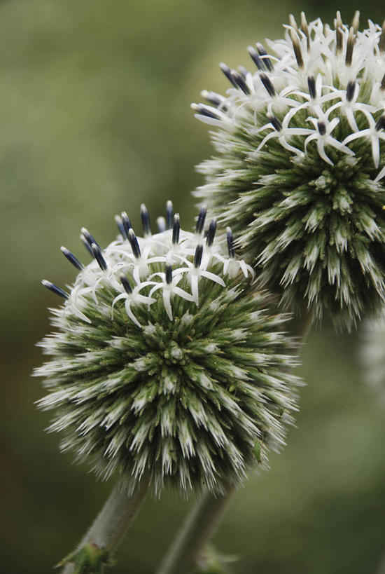 无人,竖图,室外,特写,白天,美景,植物,景观,花,两个,白色,自然,夏天,球体,蓟,景色,摄影,环境,锋利,尖锐,清新,荆棘,自然风光,三维图形,蓝刺头,彩图,多年生植物