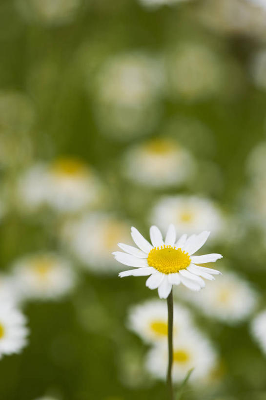 无人,竖图,室外,特写,白天,留白,美景,植物,盛开,景观,花蕾,花,花瓣,花朵,鲜花,一朵,一个,白色,自然,夏天,花苞,花蕊,景色,摄影,单个,环境,清新,自然风光,甘菊花,彩图,多年生植物