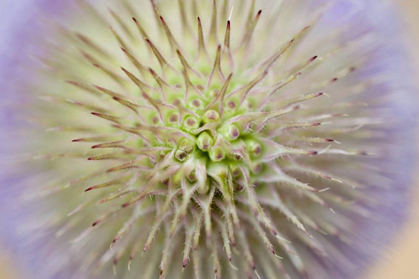 无人,横图,俯视,室外,特写,白天,美景,植物,盛开,圆形,景观,花蕾,花,花瓣,花朵,鲜花,一朵,一个,蓝色,紫色,自然,夏天,花苞,花蕊,球体,景色,摄影,单个,环境,锋利,尖锐,草本,清新,荆棘,自然风光,起绒草,苍白,三维图形,脱发,发型,上装,彩图,高角度拍摄,全画面,全框架,全帧,全画幅,多年生植物