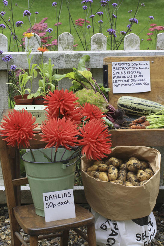 无人,菜园,农田,商店,竖图,彩色,室外,特写,白天,感激,消费,庄稼,农作物,美景,植物,蔬菜,新鲜,标志,文字,景观,食品,大丽花,货摊,饮食,花,自然,插花,花束,菊花,景色,摄影,大理花,五颜六色,手写,环境,色彩斑斓,天竺牡丹,清新,自然风光,五彩缤纷,大丽菊,吉利,新意,五彩斑斓,富丽,大方,新颖,五光十色,马铃薯,彩图,耕地,庄稼田,背叛,地瓜花,东洋菊,短语