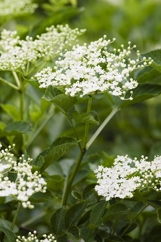 无人,竖图,室外,特写,白天,美景,植物,浆果,景观,野花,草药,药草,饮食,中药,花,树,树木,绿色,白色,自然,夏天,景色,摄影,生长,成长,灌木,环境,清新,自然风光,药材,中草药,接骨木,中药材,本草,落叶树,草珊瑚,接骨金粟兰,九节茶,九节风,九节花,肿节风,竹节茶,彩图
