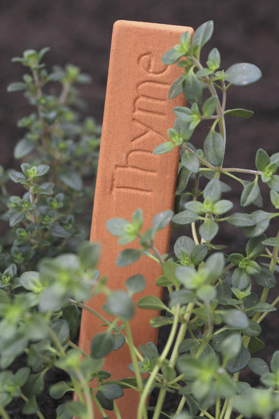 无人,竖图,室外,特写,白天,美景,植物,叶子,标签,景观,食品,饮食,绿色,自然,陶器,景色,摄影,环境,百里香,草本,清新,自然风光,消息,彩图