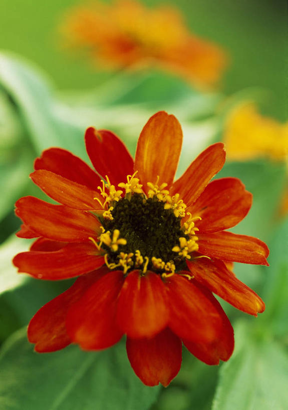 无人,竖图,彩色,室外,特写,白天,美景,植物,景观,鱼尾菊,床上用品,花,自然,装饰物,夏天,橙色,景色,摄影,五颜六色,环境,色彩斑斓,雄蕊,自然风光,五彩缤纷,五彩斑斓,五光十色,彩图