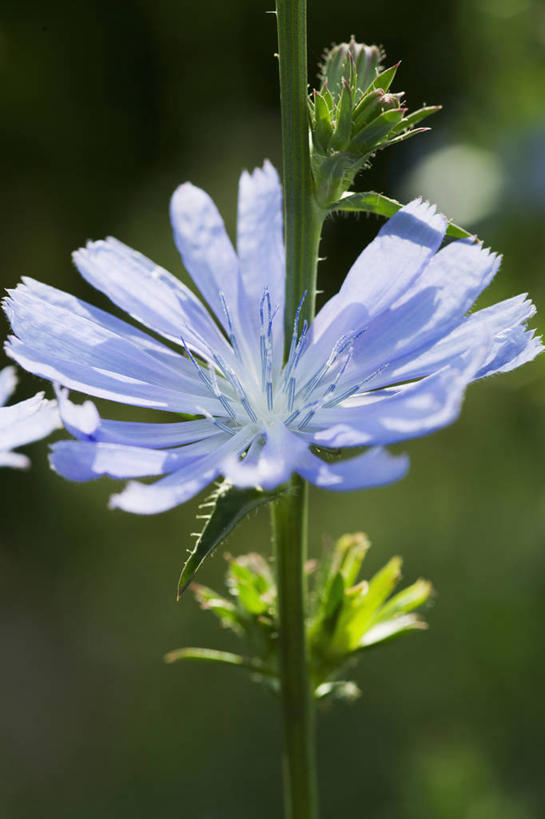 无人,竖图,室外,特写,白天,美景,植物,景观,菊苣,饮食,花,一个,自然,夏天,景色,摄影,生长,单个,环境,草本,清新,自然风光,逆光,彩图