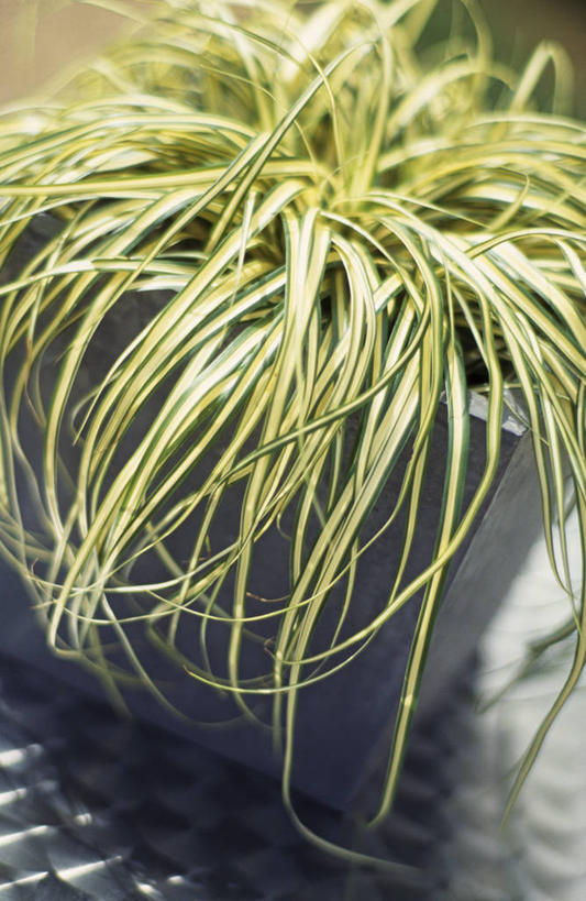 无人,竖图,室外,特写,白天,美景,植物,花盆,景观,一个,自然,容器,景色,摄影,单个,环境,自然风光,观赏草,彩图