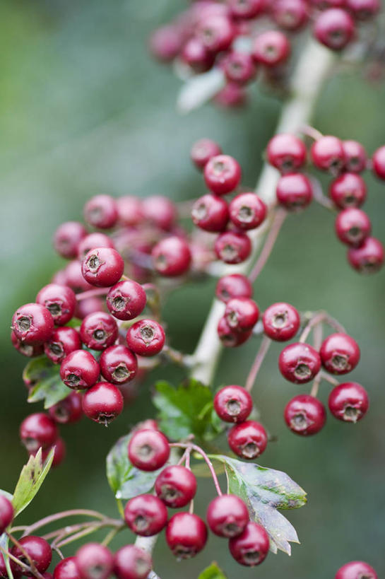 无人,竖图,室外,特写,白天,美景,植物,浆果,景观,枝,饮食,一个,红色,自然,山楂树,景色,摄影,生长,单个,灌木,环境,清新,自然风光,秋天,彩图