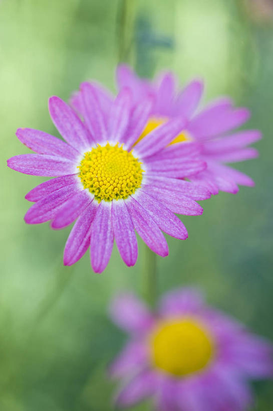 无人,竖图,室外,特写,白天,留白,美景,植物,景观,茼蒿菊,雏菊,花,一个,粉色,自然,夏天,景色,摄影,单个,环境,明亮,清新,自然风光,彩图