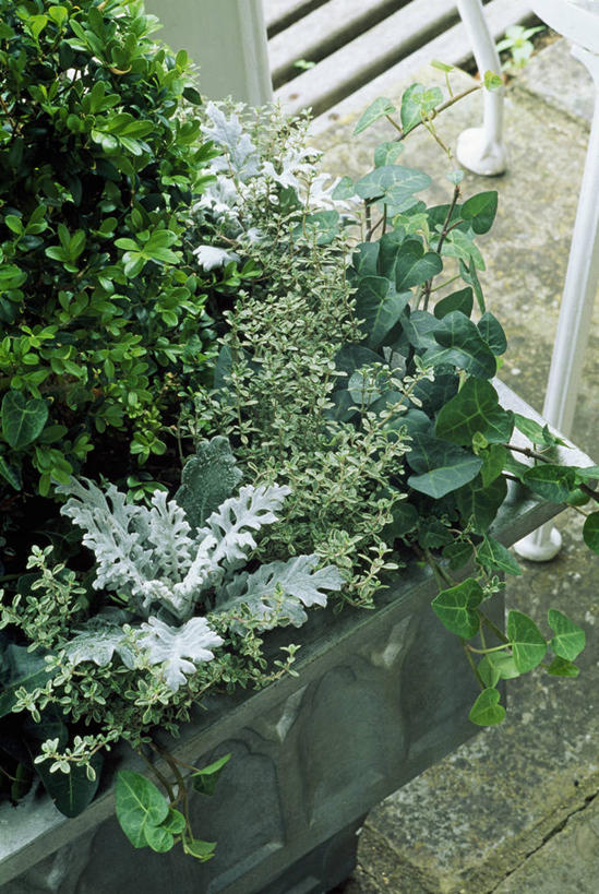 无人,竖图,俯视,室外,特写,白天,美景,植物,花盆,景观,常春藤,盒子,一个,自然,夏天,景色,摄影,单个,灌木,环境,百里香,草本,自然风光,彩图,高角度拍摄,肉质植物