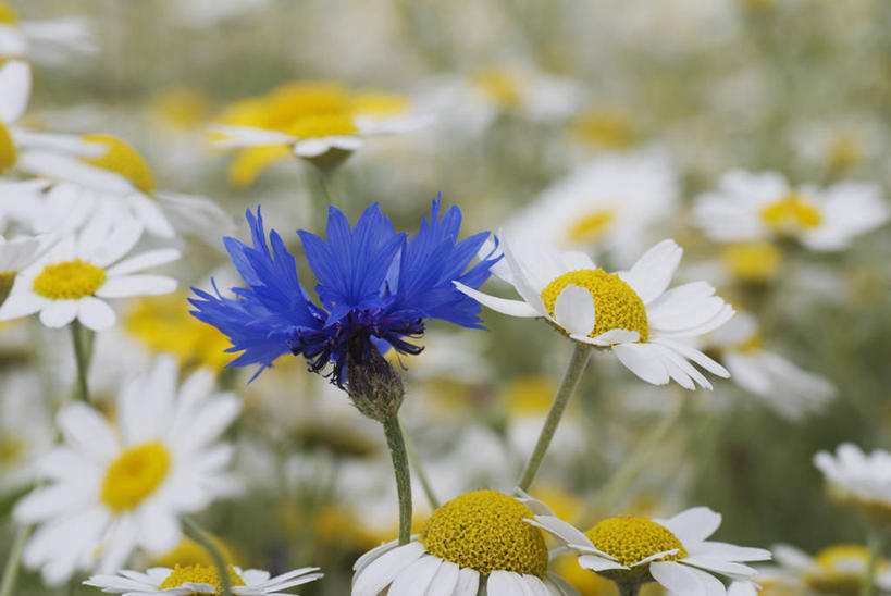 无人,横图,彩色,室外,特写,白天,留白,草地,美景,植物,景观,田地,野花,花,蓝色,白色,自然,夏天,景色,个性,摄影,生长,多样,五颜六色,环境,色彩斑斓,清新,自然风光,矢车菊,五彩缤纷,反差,五彩斑斓,甘菊花,五光十色,彩图,田春黄菊