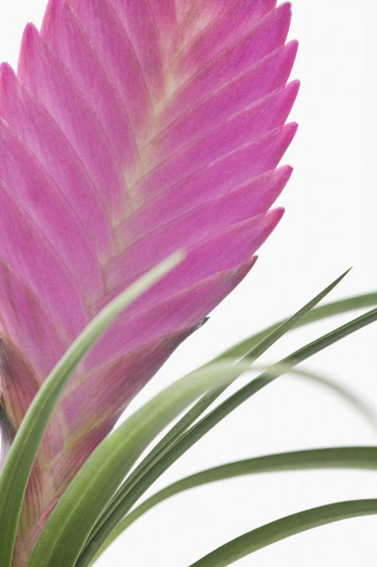 无人,竖图,彩色,特写,留白,美景,植物,叶子,景观,苔藓,花,花瓣,粉色,绿色,自然,景色,摄影,影棚,五颜六色,环境,明亮,色彩斑斓,气候,热带气候,清新,自然风光,摄影棚,柔焦,五彩缤纷,五彩斑斓,寄生藤,五光十色,设计,彩图,全画面,全框架,全帧,影棚拍摄,拍摄,全画幅