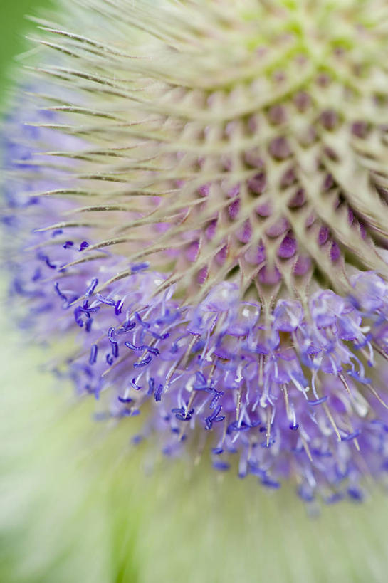 无人,竖图,室外,特写,白天,美景,植物,盛开,圆形,景观,花蕾,花,花瓣,花朵,鲜花,一朵,一个,蓝色,紫色,自然,夏天,花苞,花蕊,球体,景色,摄影,单个,环境,锋利,尖锐,草本,清新,荆棘,自然风光,起绒草,苍白,三维图形,脱发,彩图,全画面,全框架,全帧,全画幅,多年生植物