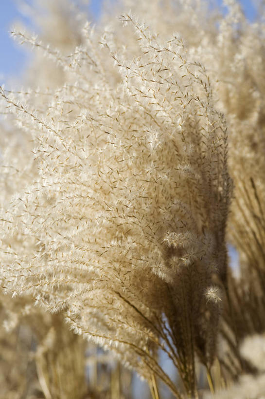 无人,竖图,室外,白天,留白,植物,英国,草,花,夏天,摄影,清新,柔焦,观赏草,秋天,彩图,对焦,多年生植物