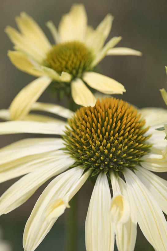 无人,竖图,室外,特写,白天,留白,植物,英国,花,花瓣,黄色,夏天,摄影,金花菊,彩图,对焦,多年生植物