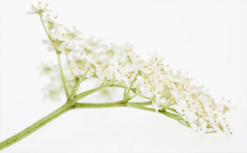 老年人,无人,横图,留白,植物,食品,野花,草药,药草,饮品,饮食,中药,花,花瓣,树,树木,食物,饮料,绿色,自然,摄影,影棚,生长,成长,可口,清新,摄影棚,药材,中草药,接骨木,中药材,本草,草珊瑚,接骨金粟兰,九节茶,九节风,九节花,肿节风,竹节茶,适口,彩图,影棚拍摄,拍摄,对焦