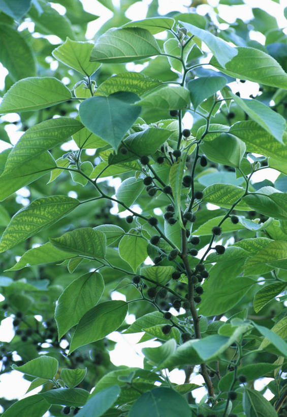 无人,竖图,室外,特写,白天,植物,叶子,英国,桑椹,枝,花蕾,树,绿色,黑色,夏天,摄影,落叶树,彩图,全画面,全框架,全帧,全画幅,对焦