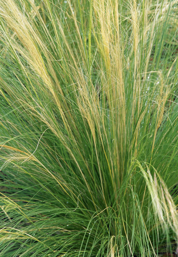 无人,竖图,室外,特写,白天,留白,植物,叶子,英国,草,黄色,绿色,摄影,柔焦,观赏草,针茅,彩图,全画面,全框架,全帧,全画幅,对焦,多年生植物