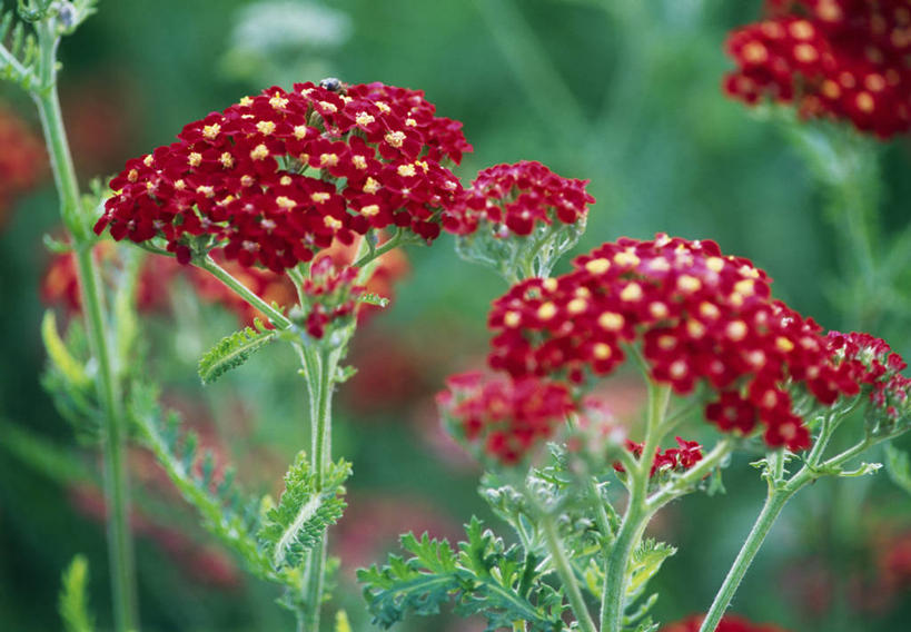 无人,横图,彩色,室外,特写,白天,留白,植物,英国,花,花瓣,红色,夏天,摄影,五颜六色,色彩斑斓,清新,柔焦,五彩缤纷,五彩斑斓,西洋蓍草,五光十色,彩图,对焦,多年生植物